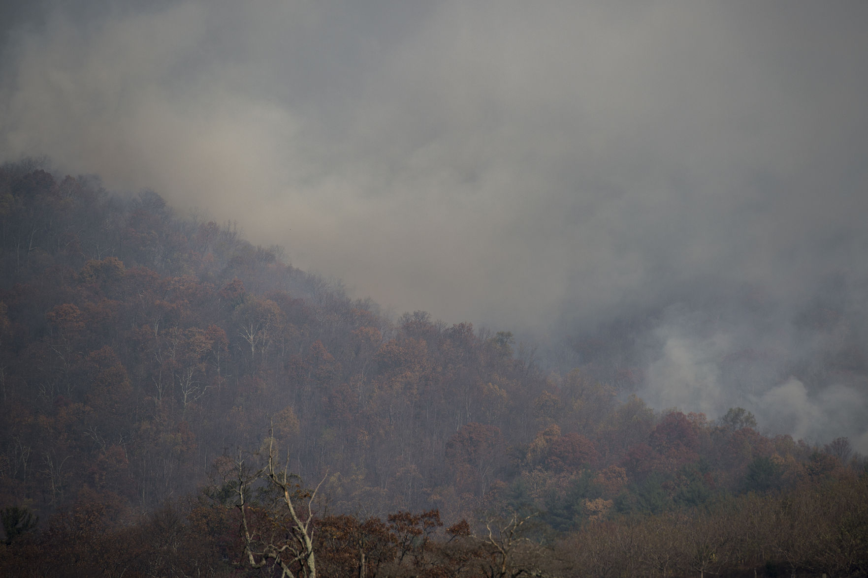 Forest Fire
